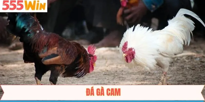 Đá Gà Cam – Khám Phá Cuộc Chiến Nảy Lửa Tại 555Win