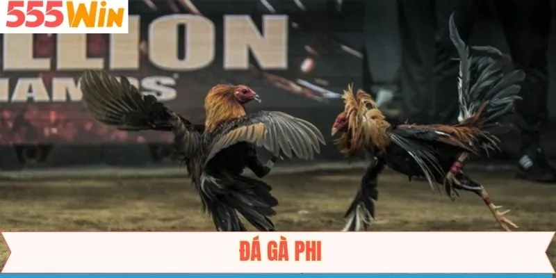 Đá Gà Phi - Hình Thức Giải Trí Đỉnh Cao Tại 555Win