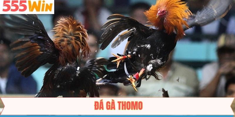 Đá Gà Thomo - Thiên Đường Đặt Cược Hàng Đầu Tại 555Win