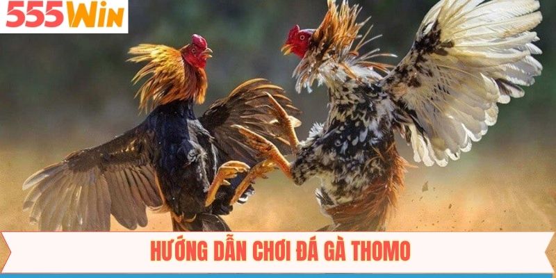 Đá gà Thomo cùng 4 bước tham gia cực dễ