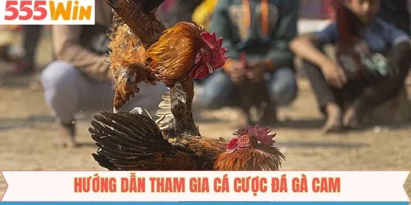 Hé lộ 4 bước đơn giản để bắt đầu vào sân chơi đá gà cam