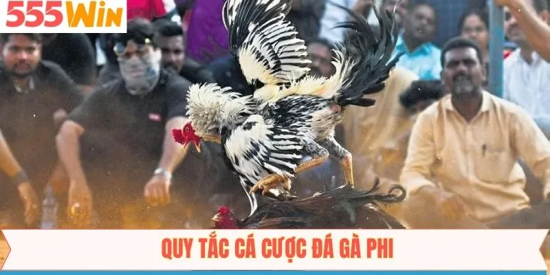 Đá gà phi và 4 bước bắt đầu đặt cược đơn giản