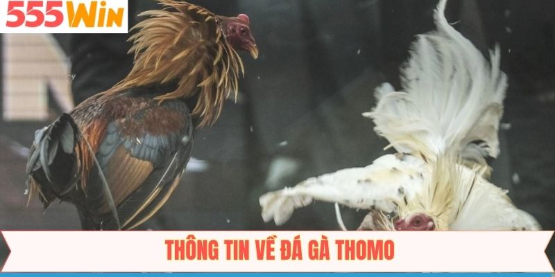 Tóm gọn về thông tin của bộ môn đá gà Thomo