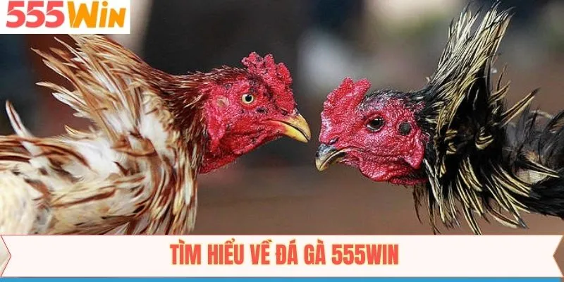 Thông tin tóm gọn về sân chơi chọi kê số 1