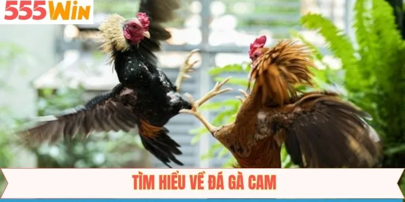 Thông tin đôi điều về bộ môn giải trí được săn đón