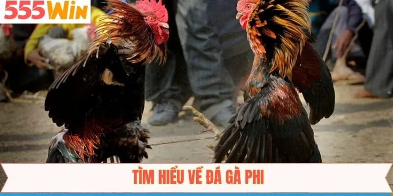 Khái quát những kiến thức về bộ môn đá gà phi
