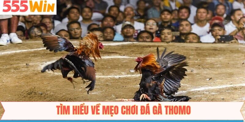 Thông tin về mẹo chơi đá gà Thomo trên 555win