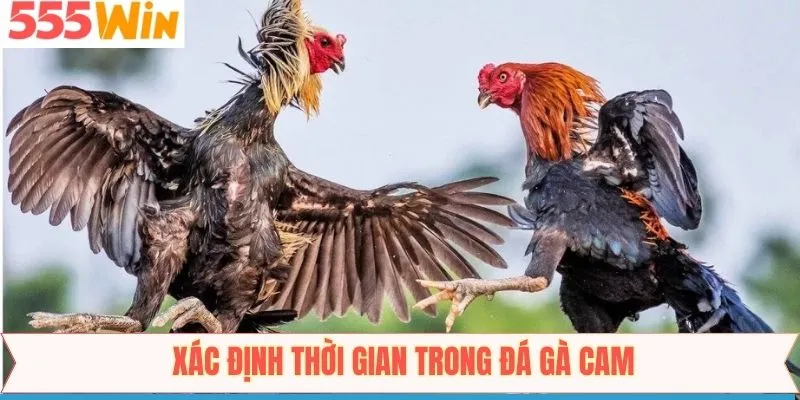 Khám phá quy định về thời gian ở mỗi màn chiến đá gà cam